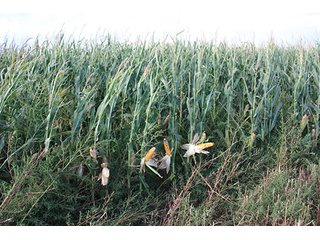 Property photo 74 - LAND AUCTION, 3255+/- Acres offered in 13 Tracts